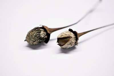 Styrax japonica - sturač japonský - zralé plody